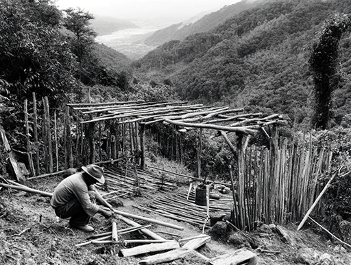 1950年代タイピプラヤ村開拓の始まり｜鹿児島コーヒー addCoffee