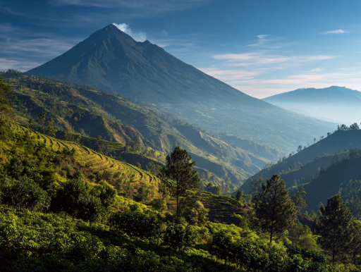 グアテマラ・アカテナンゴ渓谷で活火山フエゴの斜面に広がる高地コーヒー農園|鹿児島コーヒー addCoffee