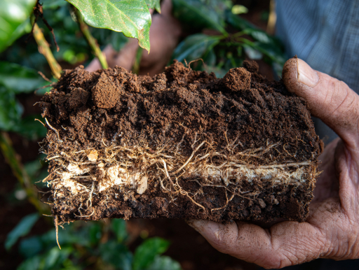 ふかふかと軽いアンディソル土壌の水はけと保水性を示す断面|鹿児島コーヒー addCoffee