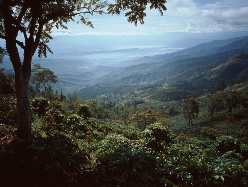 シエラマドレ山脈の西側斜面に広がるサンマルコスと太平洋|鹿児島コーヒー addCoffee