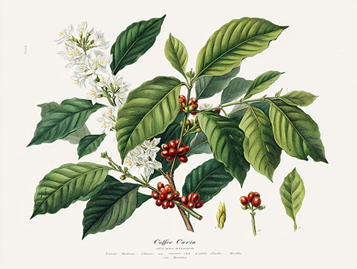 アカネ科コーヒーの木Coffeaの植物学的特徴｜鹿児島コーヒー addCoffee