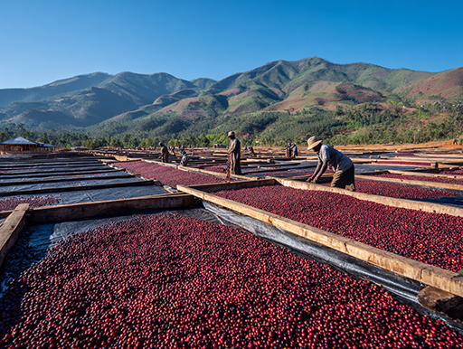 コーヒーチェリーのナチュラル精製自然乾燥の風景｜鹿児島コーヒー addCoffee