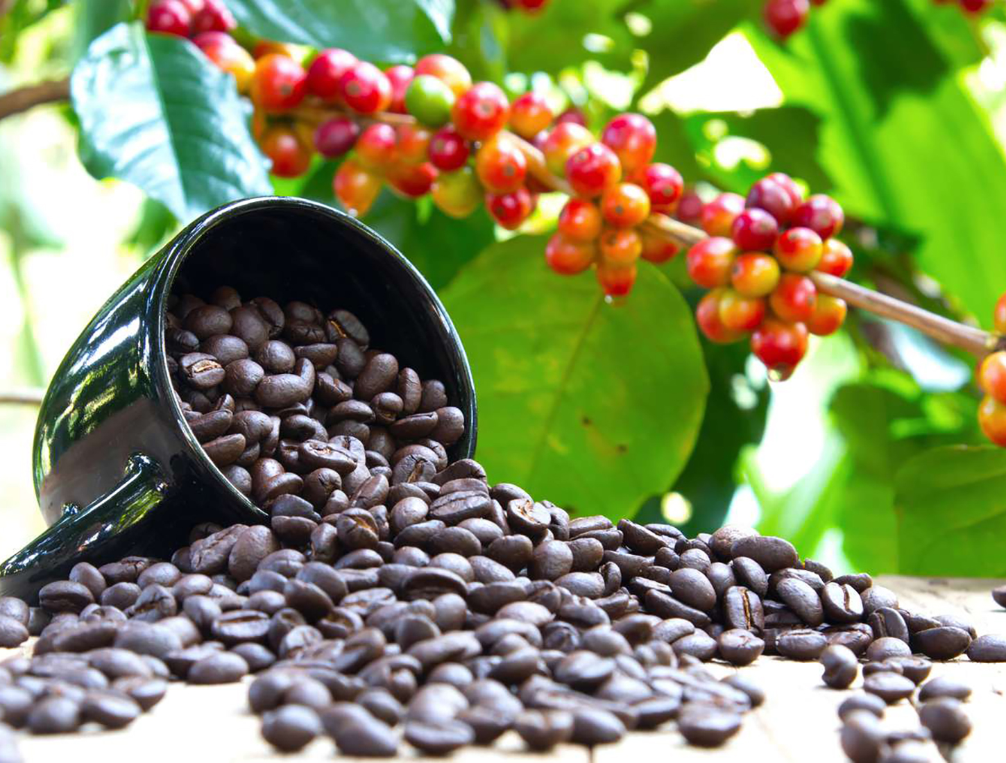 アラビカ種とロブスタ種の違い – 味わい栽培など決定的な差